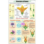 Flower Structure Educational Chart